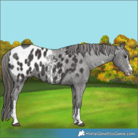 Horse Color:Liver Chestnut Sabino Appaloosa
