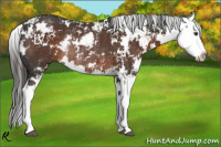Horse Color:Liver Chestnut Sabino Splash Rabicano 