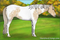 Horse Color:Palomino Ice Dun Tobiano 
