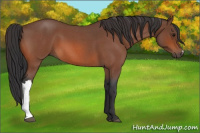 Horse Color:Bay Roan 