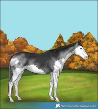 Horse Color:Black Splash