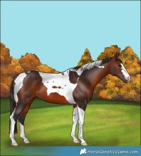 Horse Color:Bay Tobiano