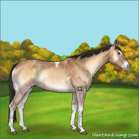 Horse Color:Bay Onyx Tobiano 