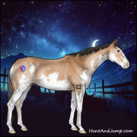 Horse Color:Bay Splash