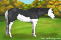 Horse Color:Black Splash