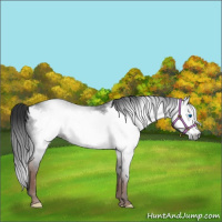 Horse Color:Gray Liver Chestnut Frame 