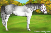 Horse Color:Gray Liver Chestnut Splash Appaloosa 