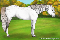 Horse Color:Gray Silver Bay Tobiano Appaloosa 