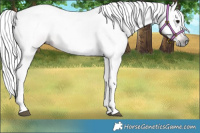 Horse Color:Gray Bay 