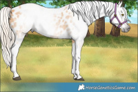 Horse Color:Gray Palomino Tobiano Near Leopard 