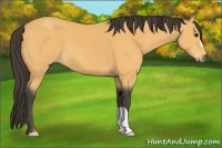 Horse Color:Buckskin 