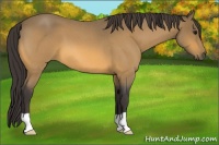 Horse Color:Buckskin Roan 