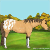 Horse Color:Buckskin Appaloosa 