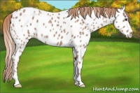 Horse Color:Red Roan Appaloosa 