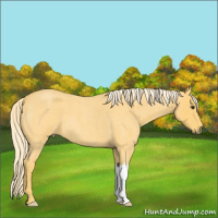 Horse Color:Palomino Roan 