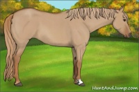 Horse Color:Red Dun Roan 