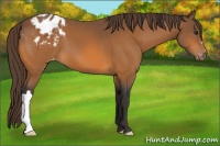 Horse Color:Buckskin Appaloosa 