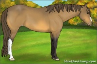 Horse Color:Buckskin Appaloosa