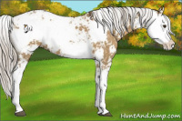 Horse Color:Chocolate Palomino Dun Sabino 