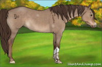 Horse Color:Liver Red Dun Roan 