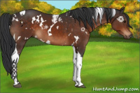 Horse Color:White Spotted Brown Tobiano 