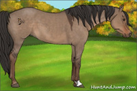 Horse Color:Liver Red Dun Roan 
