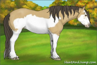 Horse Color:Buckskin Splash Frame 