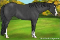 Horse Color:Blue Roan Sabino 