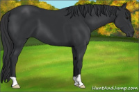 Horse Color:Black 