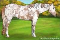 Horse Color:White Spotted Chestnut Ice 