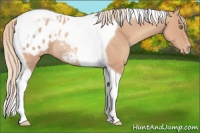 Horse Color:Gold Champagne Tobiano Appaloosa Rabicano 