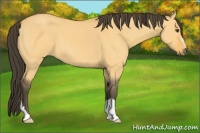 Horse Color:Buckskin Dun