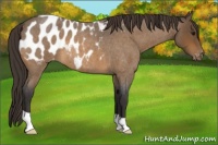 Horse Color:Buckskin Roan Appaloosa 