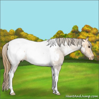Horse Color:Buckskin Roan Tobiano Appaloosa