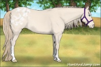 Horse Color:Perlino Roan Appaloosa 