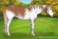 Horse Color:White Spotted Chestnut 
