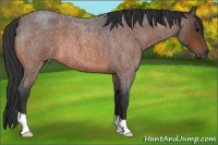 Horse Color:Bay Roan 
