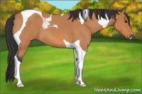 Horse Color:Bay Roan Tobiano