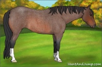 Horse Color:Bay Roan 