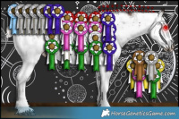 Horse Color:Silver Bay Sabino 