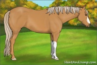 Horse Color:Palomino 