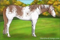 Horse Color:White Spotted Red Roan 