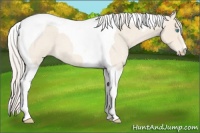 Horse Color:Cremello Roan Tobiano