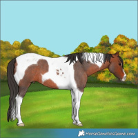 Horse Color:Bay Roan Tobiano 