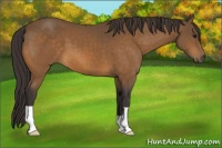 Horse Color:Buckskin 