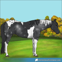Horse Color:Black Tobiano 