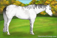 Horse Color:Gray White Spotted Brown Splash Rabicano