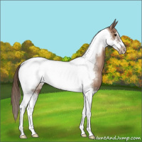 Horse Color:Black Pearl Tobiano Frame 