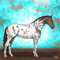 Horse Color:Buckskin Dun Tobiano Appaloosa 