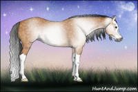 Horse Color:Gray Buckskin Splash 